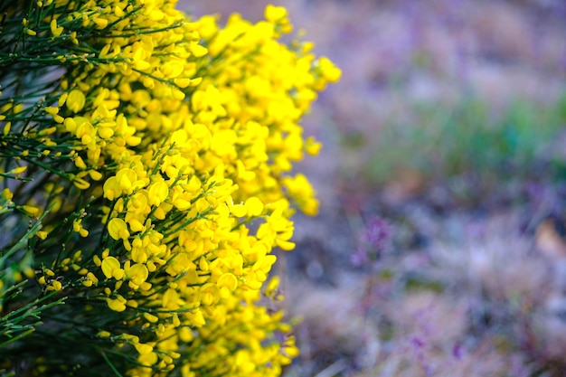 Escoba floreciente y sus flores amarillas en primavera cerca de Tain l'hermitage en el sur de Francia