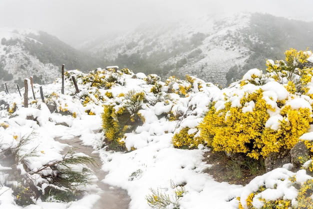 Escobas amarillas bajo la nieve en las Cevennes