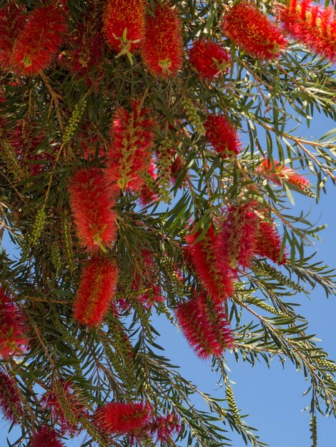 Escobilla para biberón llorando flor contra el cielo azul Callistemon Viminalis