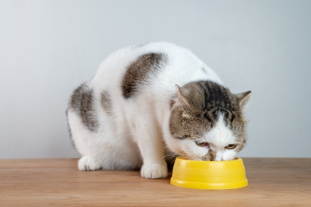 Los escoceses lindos doblan el gato que come la comida en un cuenco plástico amarillo en la tabla de madera y el fondo blanco.