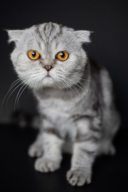 Los escoceses del retrato doblan el gato en el estudio.