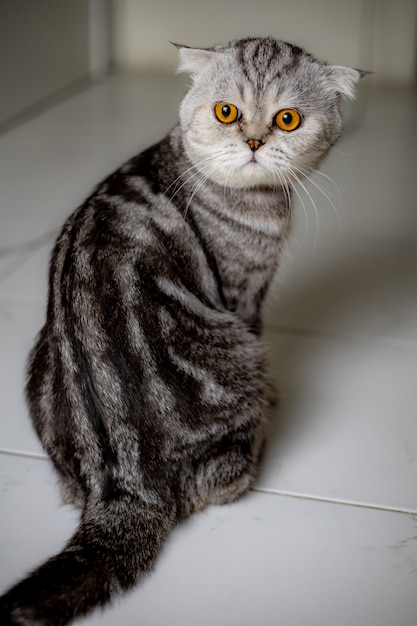 Los escoceses del retrato doblan el gato en el estudio.