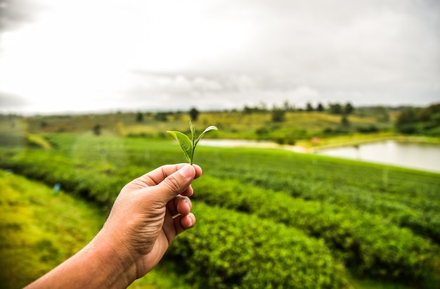 Foto escogiendo la hoja de té verde a mano y la vista de la plantación de té cerca del río.
