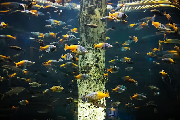 Escola de peixes Bala tubarão e peixe-arco-íris Boesemans no foco suave do aquário