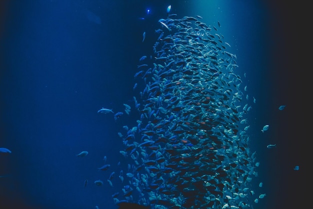 Escola de peixes nadando no mar