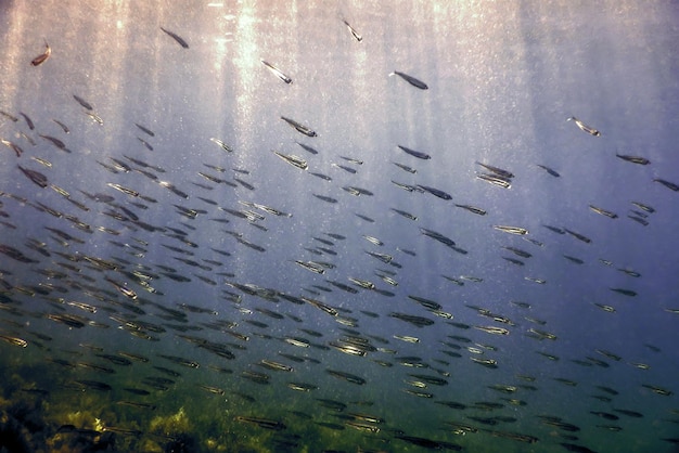 Escola de peixes submarinos no fundo do mar Mediterrâneo