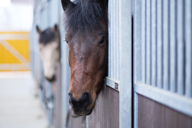 Escola de treinamento de rancho Passeio Interior de estábulos ou baias Cavalo olhando fundo de janela de pensamento com espaço de cópia