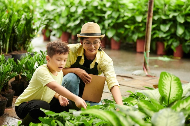 Escolhendo plantas para jardim