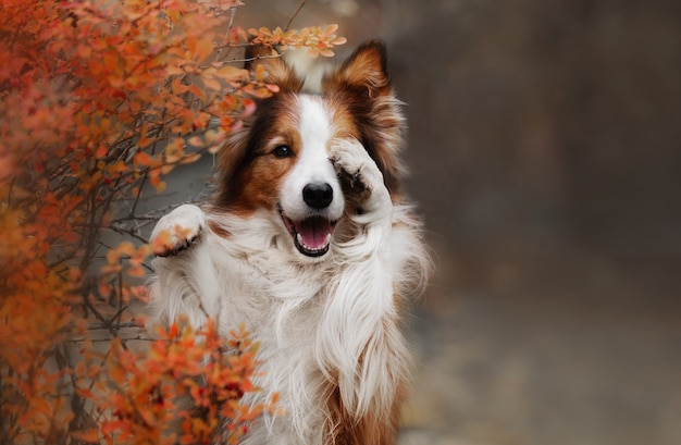 escondendo cachorro border collie