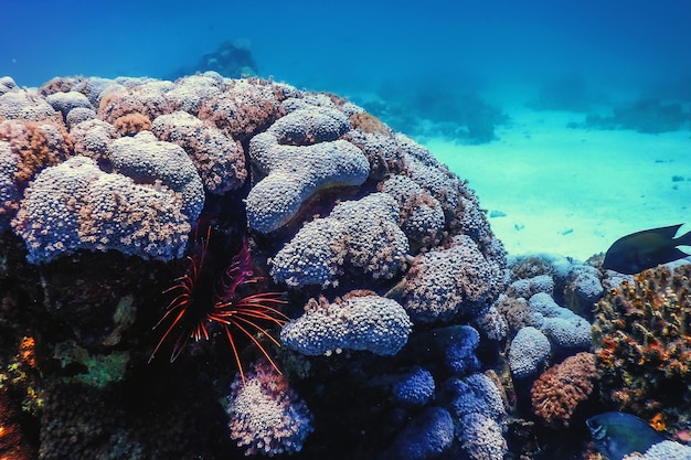 Escondendo peixes-leão peçonhentos de recife de coral, espécies invasoras (Pterois volitans) Águas tropicais, vida marinha