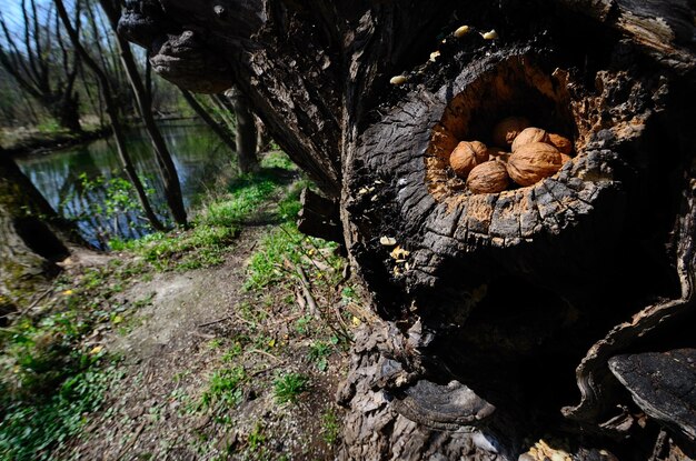 Foto escondiéndose con nueces