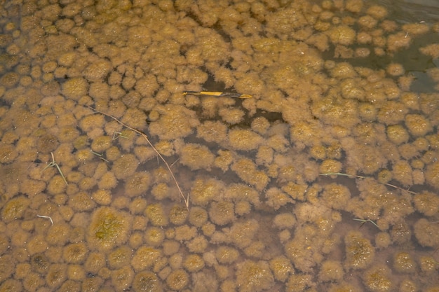 Escoria de estanque de musgo amarillo en la contención de aguas residuales