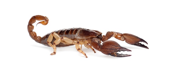 Escorpião escavador brilhante ou escorpião rastejante de pernas amarelas, opistophthalmus glabrifrons, contra superfície branca