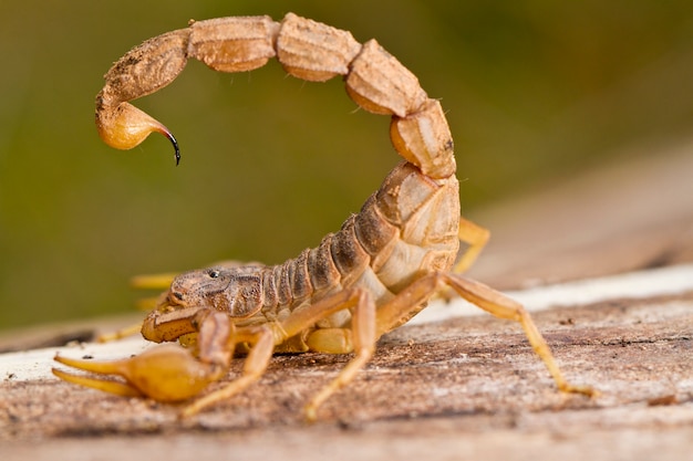 Escorpión buthus