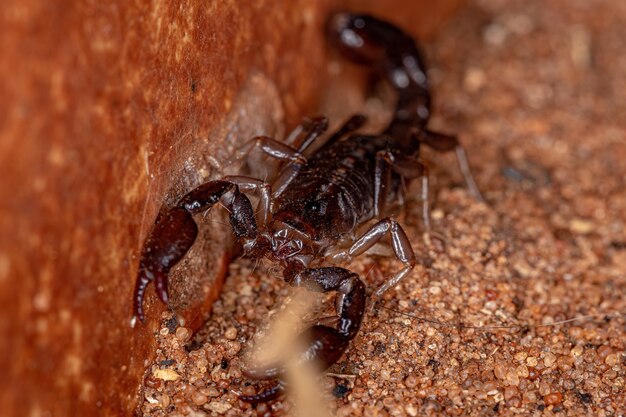 Escorpión negro adulto del género Bothriurus