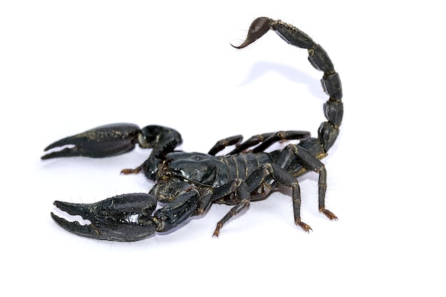 Escorpión negro aislado sobre fondo blanco; animales venenosos sin espina dorsal.