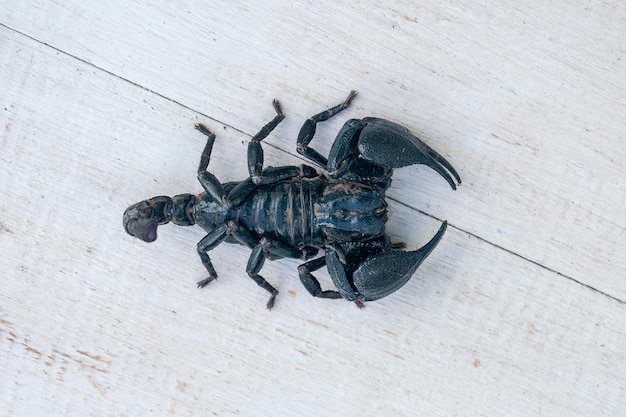 Escorpión negro asiático sobre fondo blanco de madera en la isla de Ubud, Bali, Indonesia, primer plano