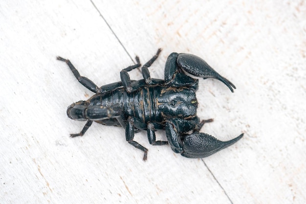 Escorpión negro asiático sobre fondo blanco de madera en la isla de Ubud, Bali, Indonesia, primer plano