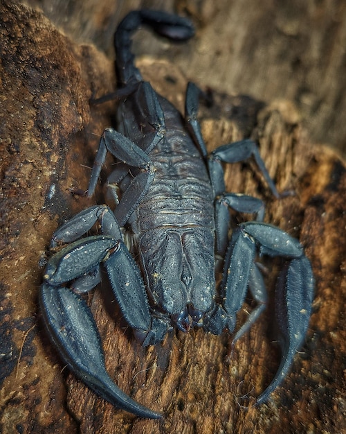 Escorpión negro en la madera