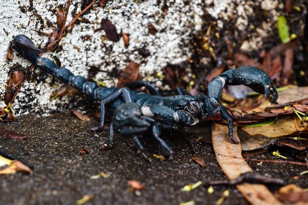 Escorpión negro