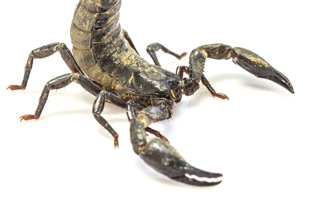 Escorpión (Pandinus imperator) sobre fondo blanco