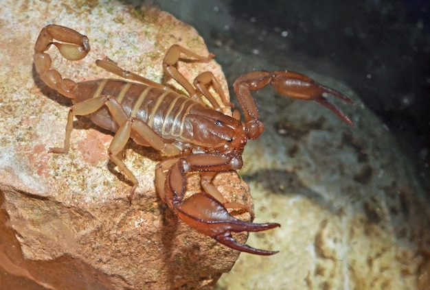 Un escorpión en una roca