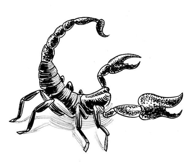 Foto escorpión venenoso dibujo en blanco y negro