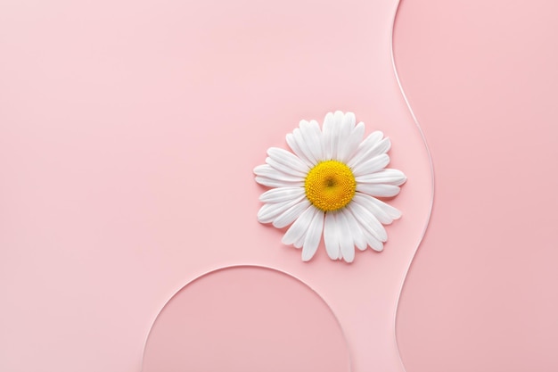 Escorrega de vidro ondulado de placa de petri redonda vazia e flor de camomila em fundo rosa Maquete para amostra de produto cosmético ou científico Conceito mínimo de ciência natural