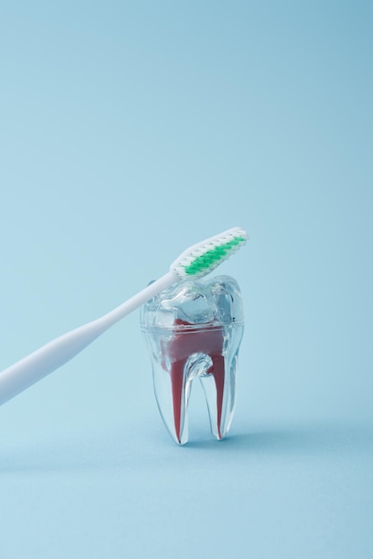 Escova de dentes branca com cerdas verdes e dente artificial de plástico transparente sobre fundo azul