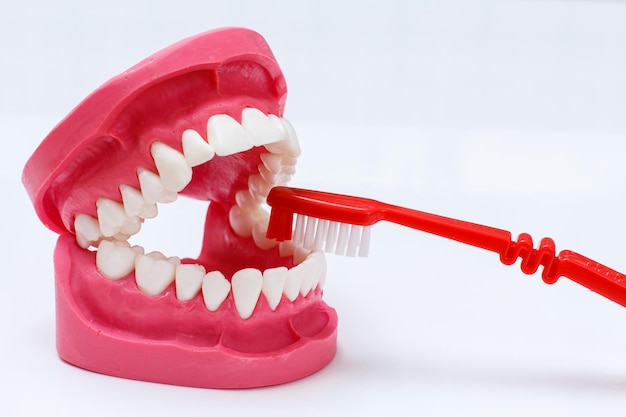 Escova de dentes e layout da mandíbula humana em fundo branco.