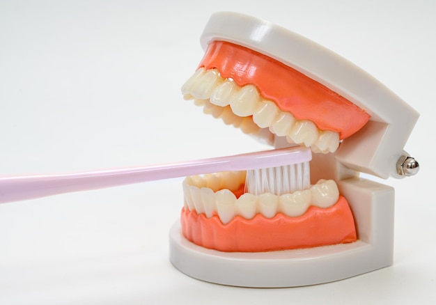 Foto escova de dentes e modelo de dente em um fundo branco