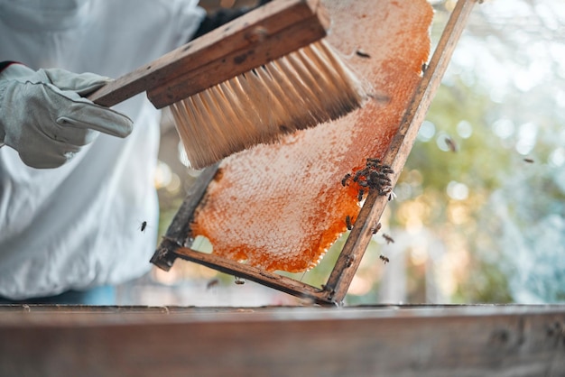 Escova de favo de mel e mãos de apicultor na fazenda para inspeção de colméia ao ar livre Segurança alimentar ou trabalhador em traje de proteção escovando quadro de colméia para colher mel orgânico saudável, delicioso e fresco