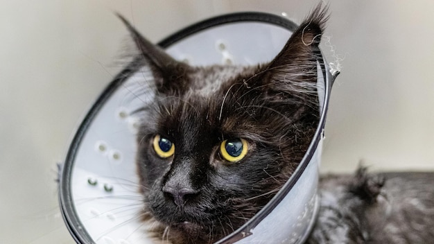 Escovação e corte de cabelo do gato Maine Coon por tosador profissional