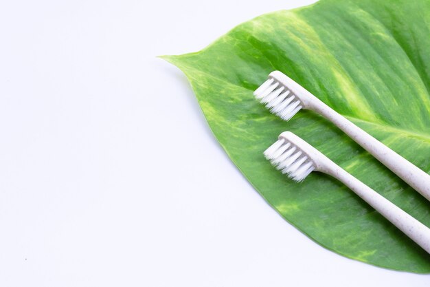 Escovas de dente com folha verde