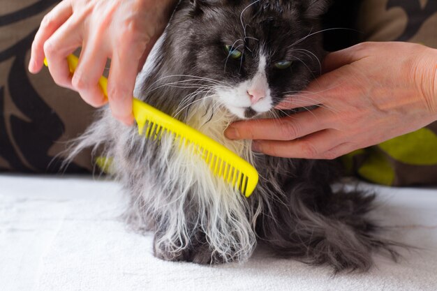 Escovas de mão feminina gato fofo