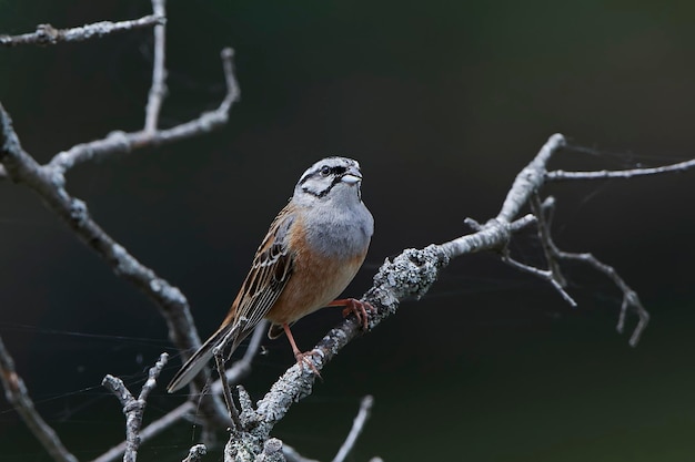 Foto escribano montesino emberiza cia