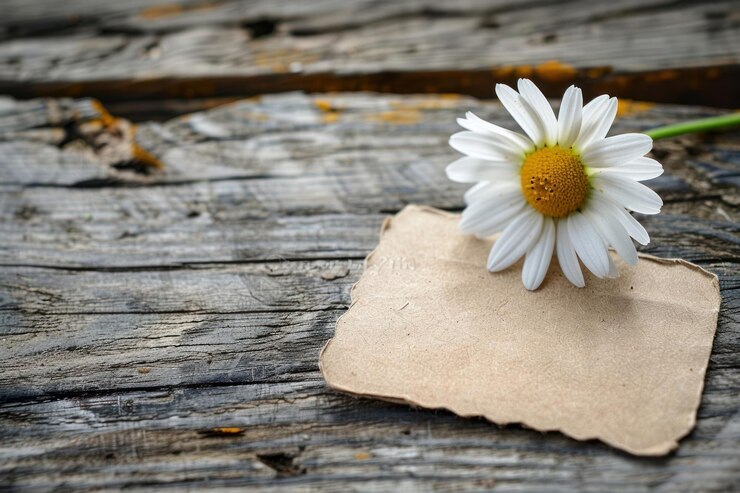 Foto escrita em papel de etiqueta de madeira de margarida asteraceae