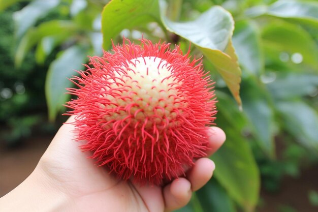 El escritor de Rambutan