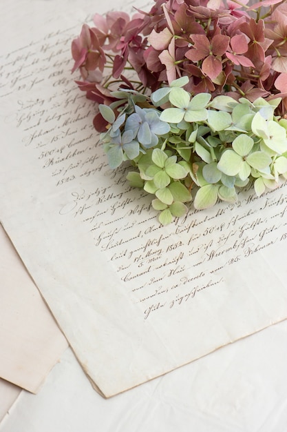 Escritura antigua y suaves flores de hortensia. Fondo romántico de estilo vintage. enfoque selectivo
