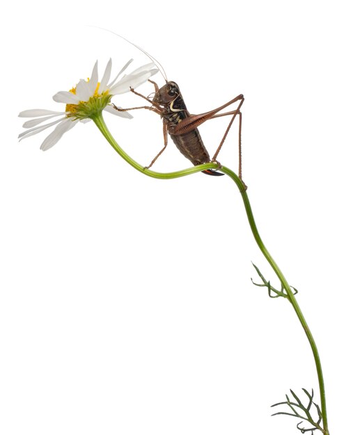 Escudo hembra Katydid - Platycleis tessellata