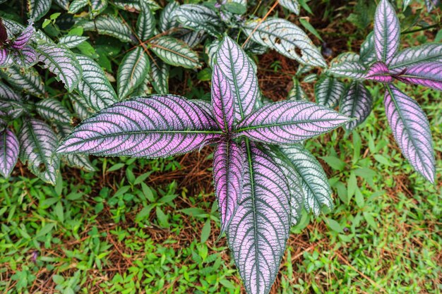 Escudo persa exibindo seus tons vibrantes de roxo e verde na floresta indonésia