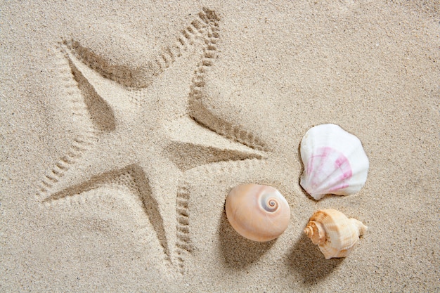 escudos da cópia da estrela do mar da areia da praia e verão do caracol de mar