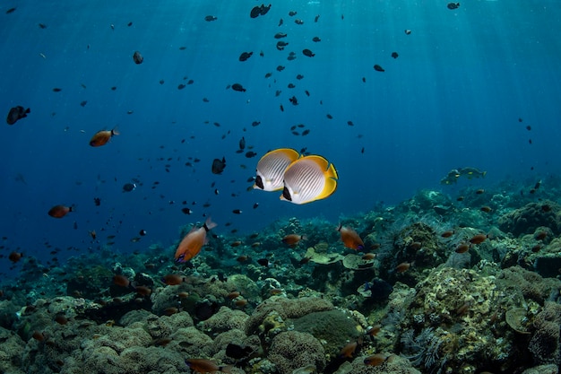 Una escuela de Butterflyfish nada a lo largo de los arrecifes de coral. Vida marina de Tulamben, Bali, Indonesia.