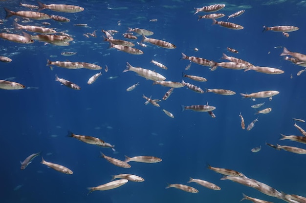 Escuela de peces bajo el agua. Fondo submarino de peces.