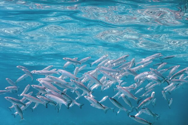 Escuela de peces bajo el agua. Fondo submarino de peces.