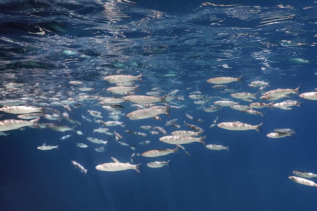 Escuela de peces bajo el agua. Fondo submarino de peces.