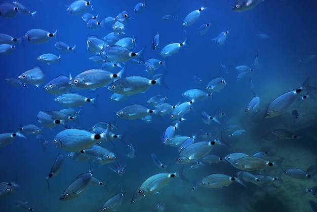 Escuela de peces bajo el agua. Fondo submarino de peces.