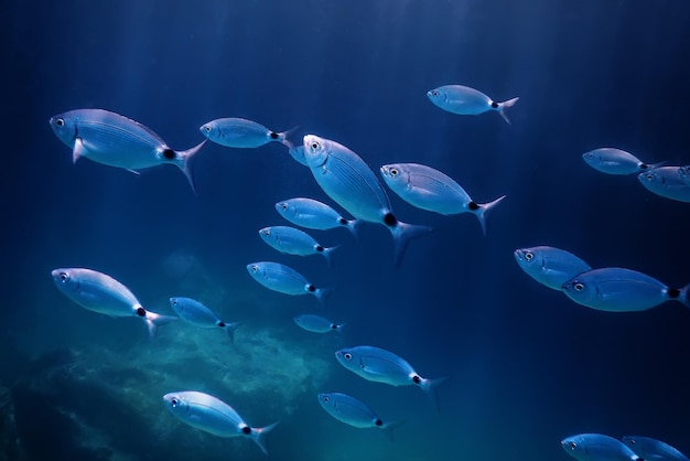 Escuela de peces bajo el agua. Fondo submarino de peces.