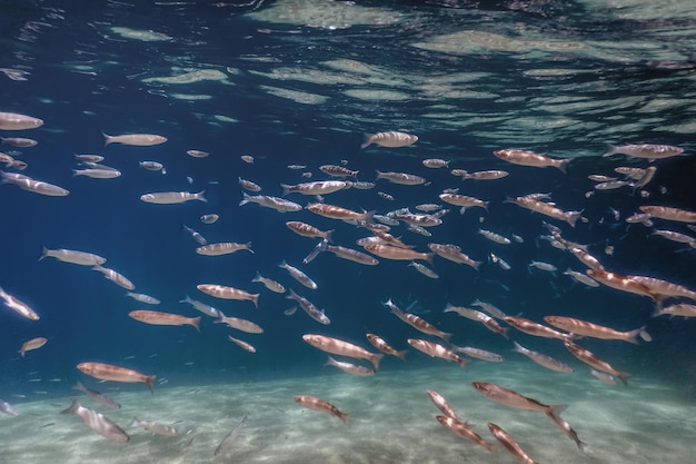 Escuela de peces bajo el agua. Fondo submarino de peces.