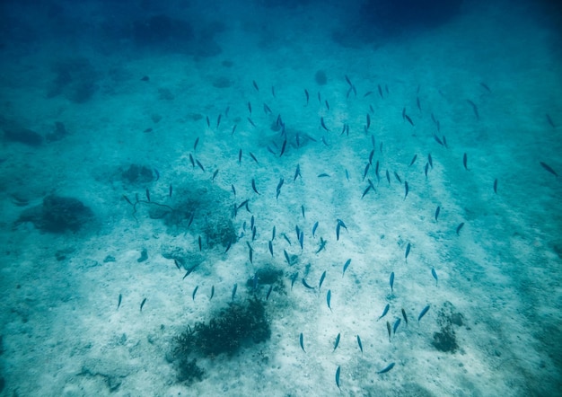 Escuela de peces pequeños en el mar azul